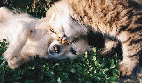 Comparing pet insurance plans